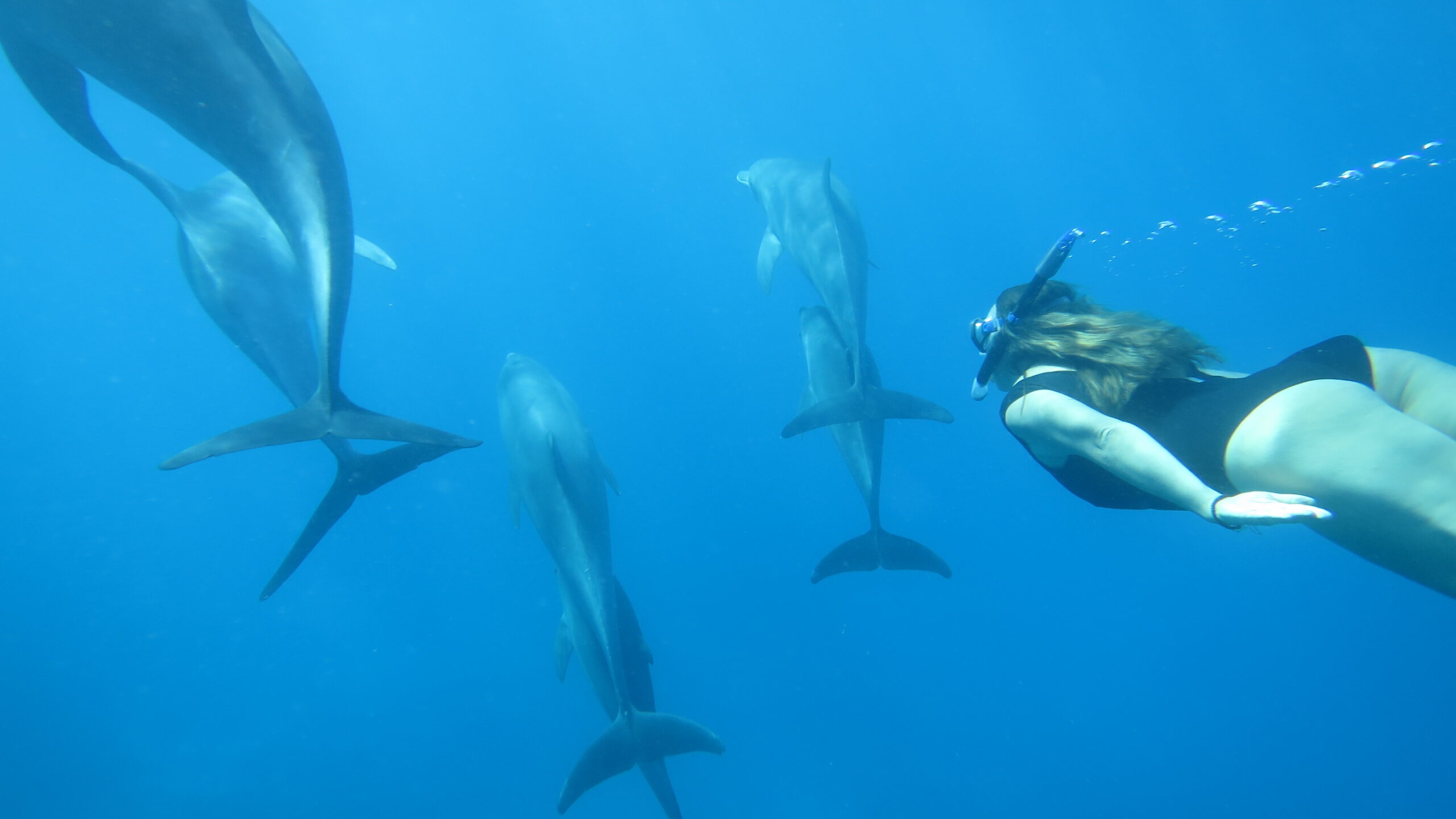 divi-cart-pro-about-1